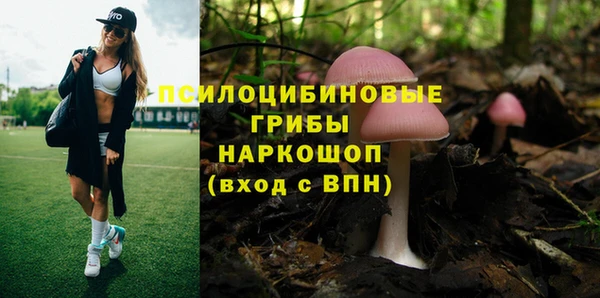 шишки Абаза
